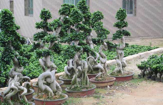 气根榕树盆景价格