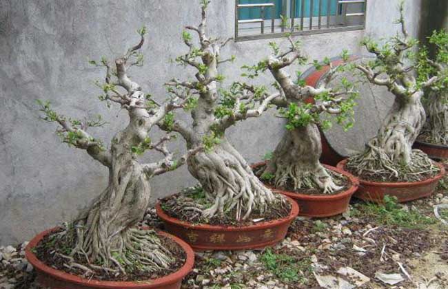 榕树盆景怎么修剪