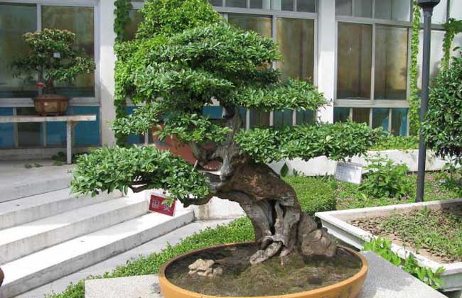 榕树盆景掉叶子