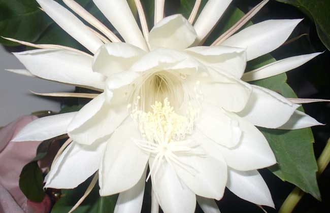 昙花的花语