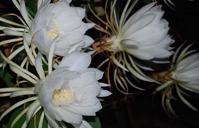 昙花的花语