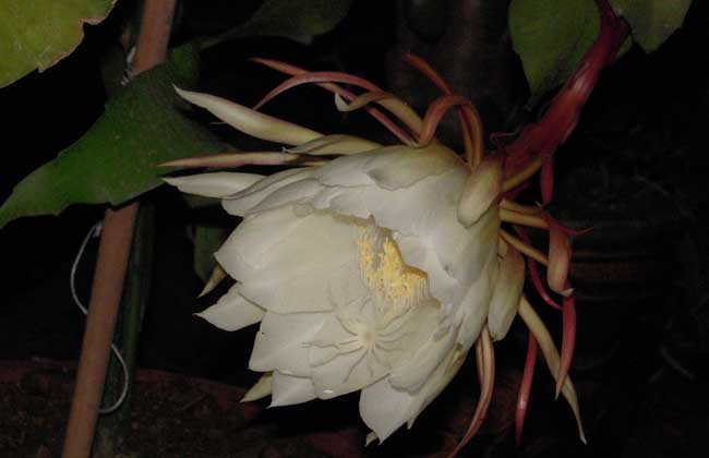 昙花