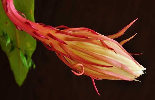 昙花