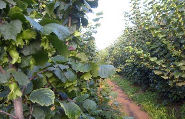 榛子树种植几年结果
