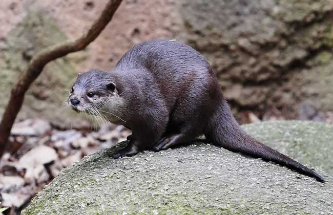 獾类