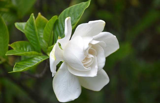 栀子花