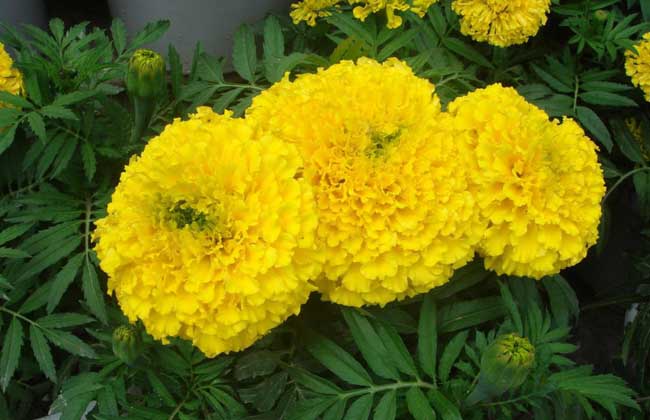 一年生花卉有哪些