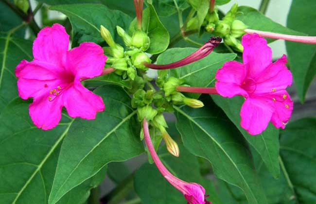 紫茉莉