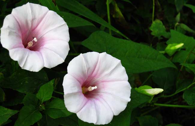 牵牛花