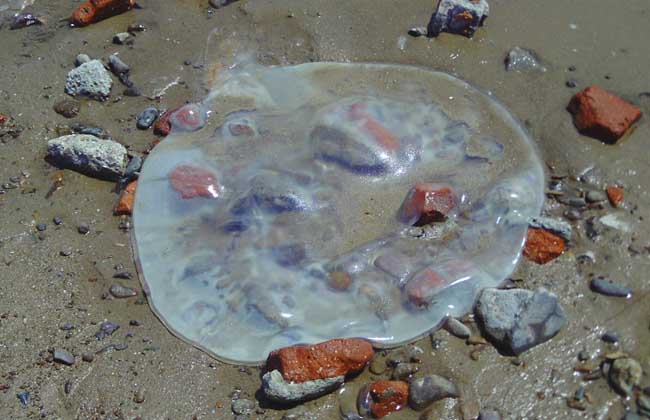 海蜇能蜇死人吗