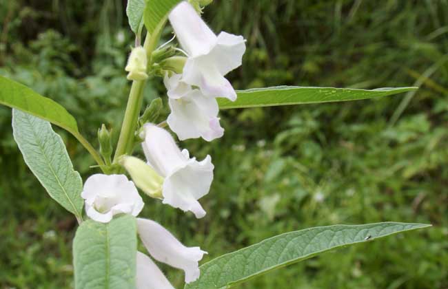芝麻开花歇后语是什么？