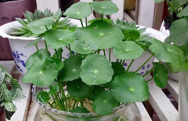 铜钱草能放在卧室吗