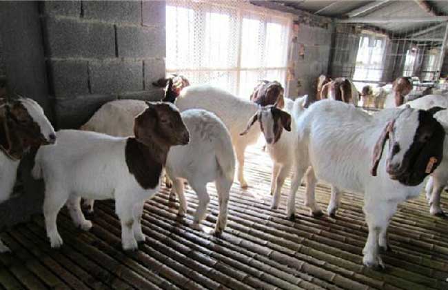肉羊养殖