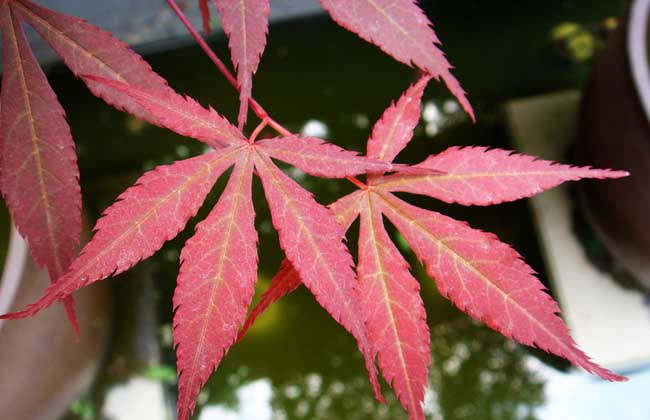 红枫树苗价格多少钱