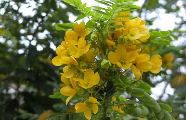 孕妇能吃槐花吗