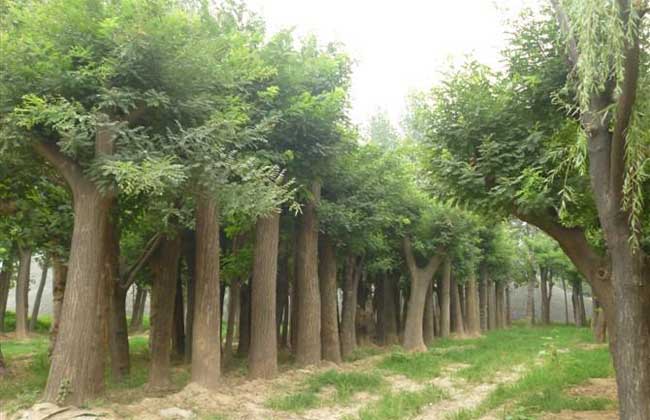 国槐的种植技术