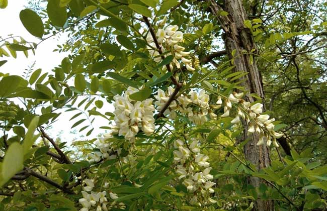 槐花几月开花