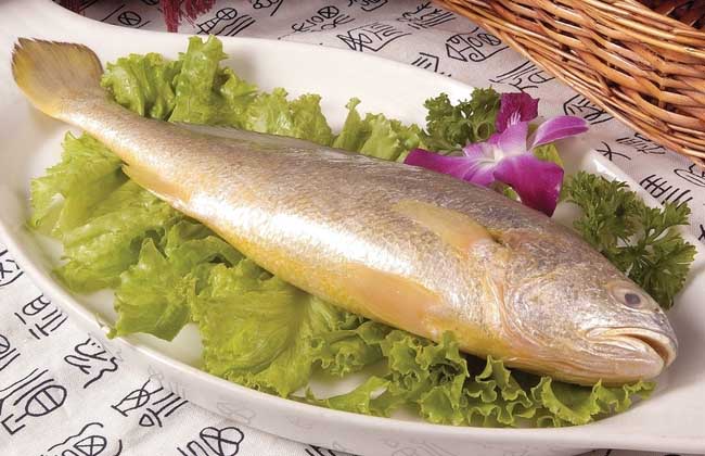 大黄花鱼