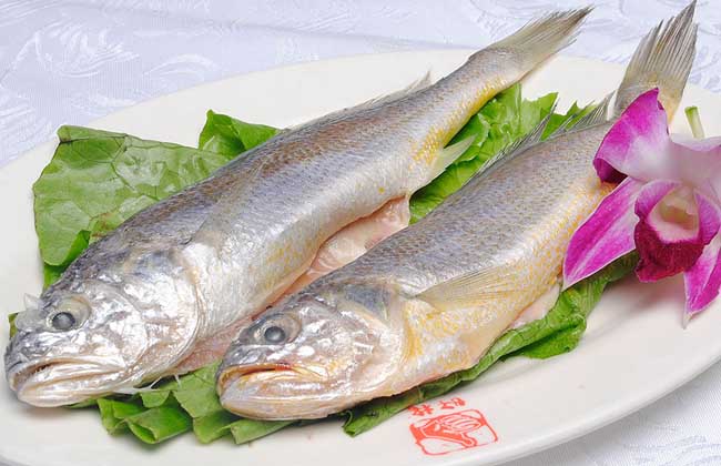 小黄花鱼