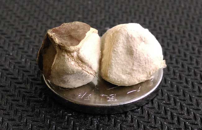 辣木籽价格多少钱