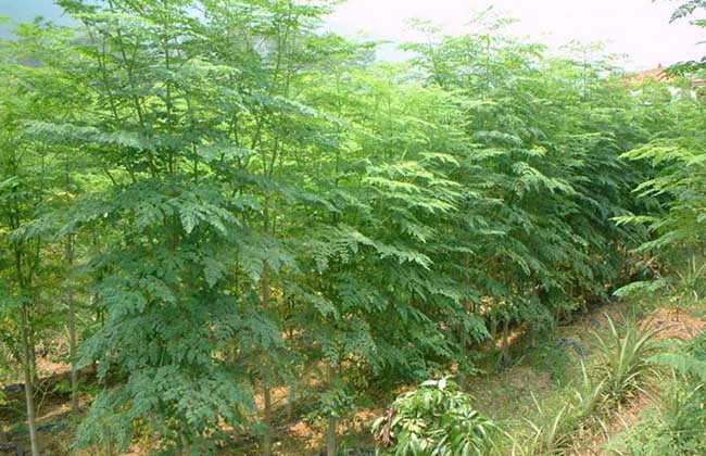 辣木什么时候种植