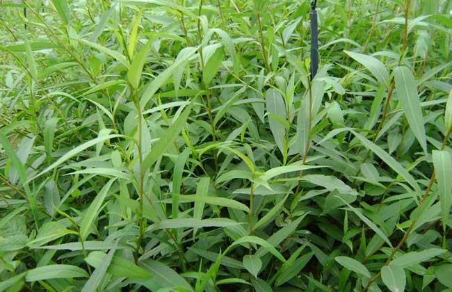 竹柳种植技术