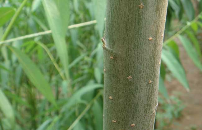 竹柳种植技术