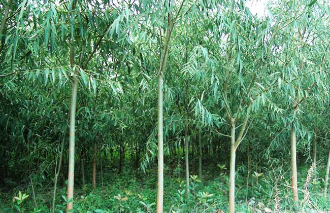 竹柳种植技术