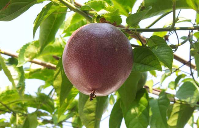 百香果