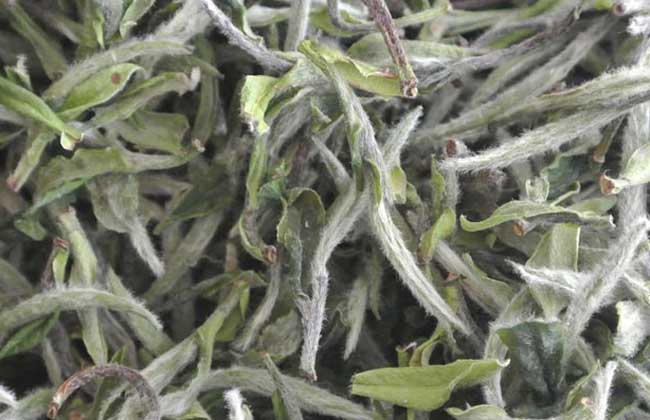 黄山毛尖价格多少钱