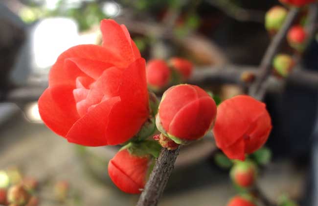 明朝描写梅花的诗句