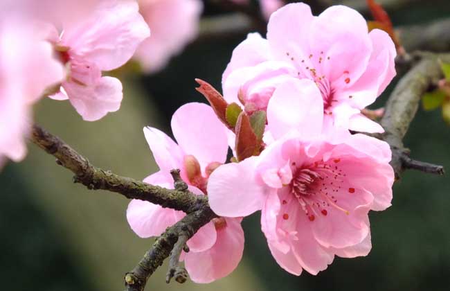梅花香自苦寒来