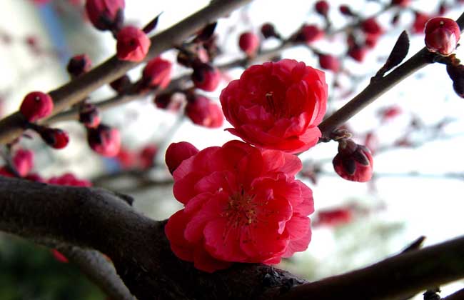 梅花香自苦寒来