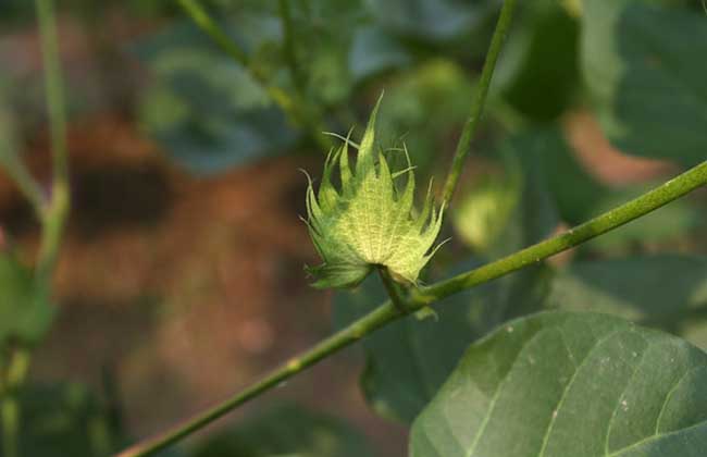 棉花种植时间