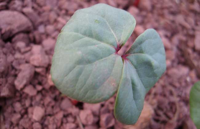 棉花病虫害防治技术