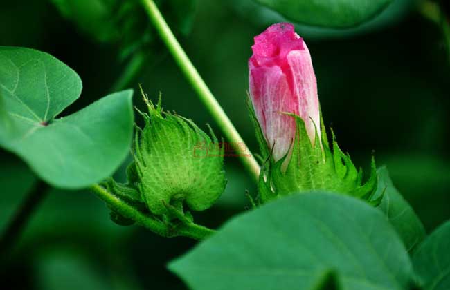棉花种植条件