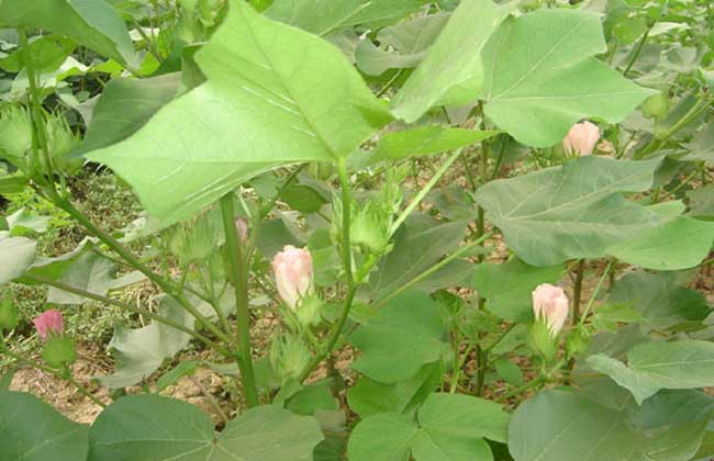 棉花种植条件