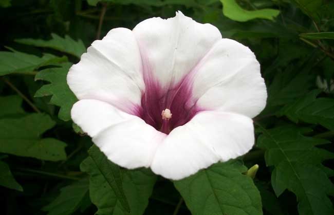 牵牛花有没有毒