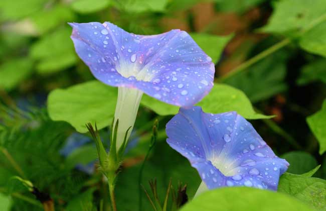 牵牛花种子怎么种