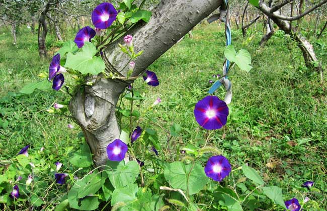 牵牛花什么时候种植