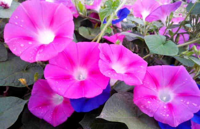 牵牛花