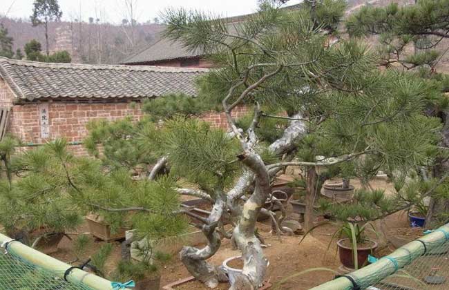 白皮松盆景怎么养