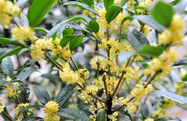 桂花的资料