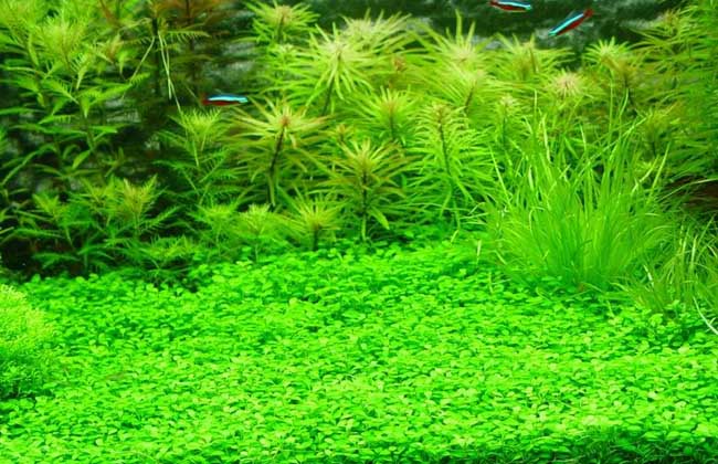 水草发黄怎么办