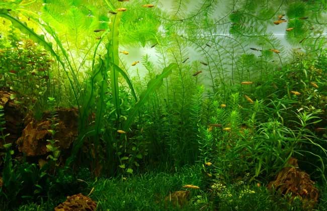 水草发黄怎么办