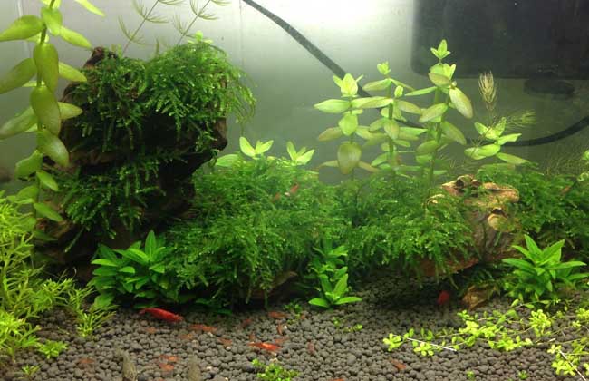水草能净化水质吗