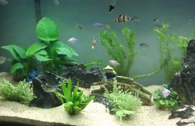 水草能产生氧气吗