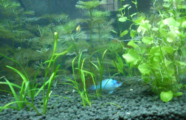 水草能产生氧气吗