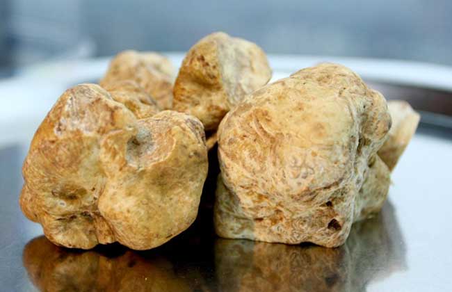白松露菌价格多少钱