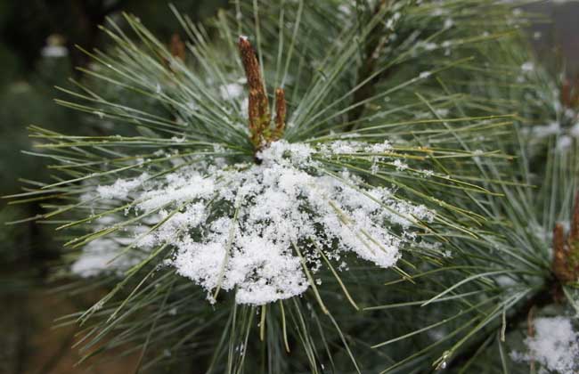 雪松